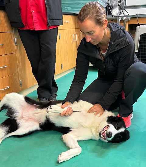 Sports medicine examination on an agility dog prior to a research study